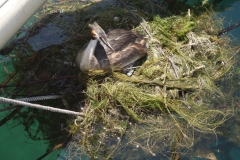 Canards 002